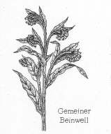Gemeiner Beinwell