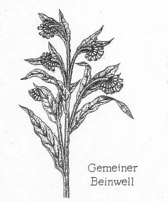 Gemeiner Beinwell