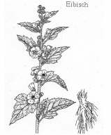 Eibisch