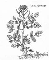 Gartenkresse