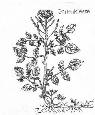Gartenkresse