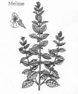 Melisse